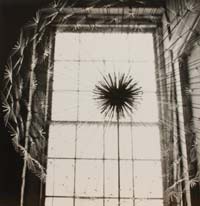 Untitled (flower in front of window), ca. 1948